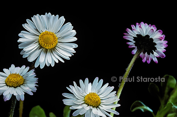 Bellis perennis (pâquerette)