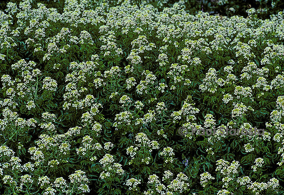 Nasturtium officinale (cresson de fontaine)