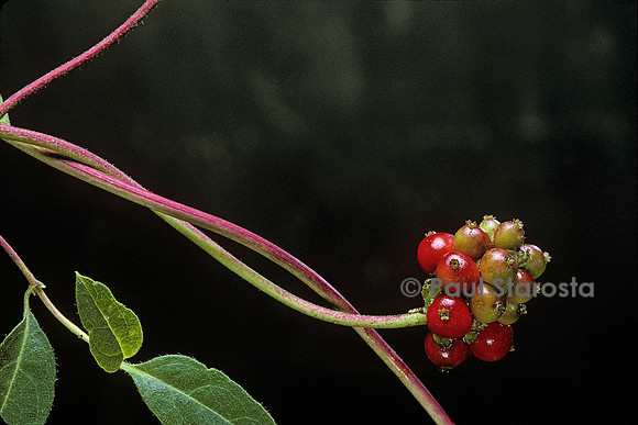Lonicera periclymenum (chèvrefeuille des bois) - fruit