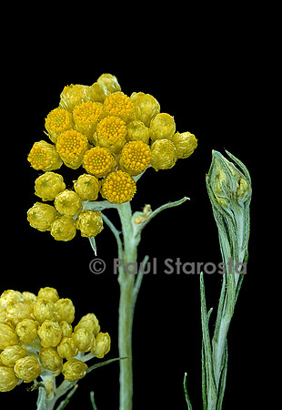 Helichrysum stoechas (immortelle)