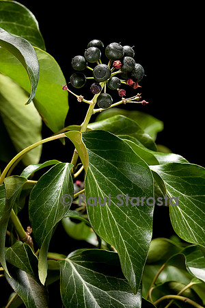 Hedera helix (lierre) - fruit