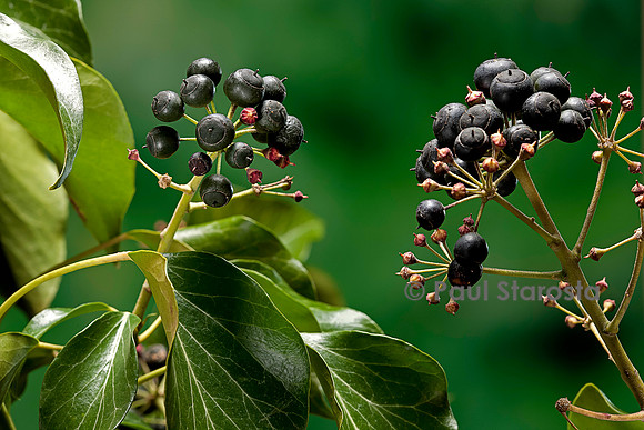 Hedera helix (lierre) - fruit