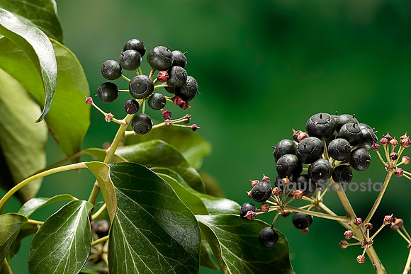 Hedera helix (lierre) - fruit