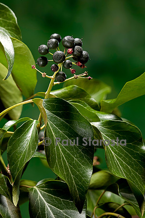 Hedera helix (lierre) - fruit