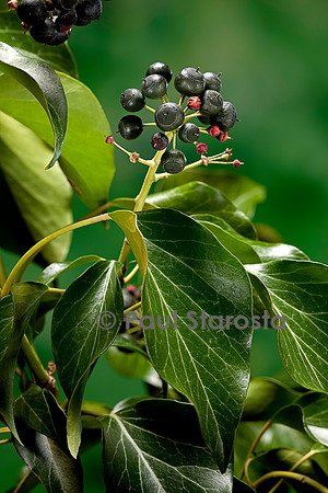 Hedera helix (lierre) - fruit