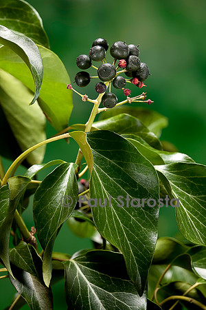 Hedera helix (lierre) - fruit