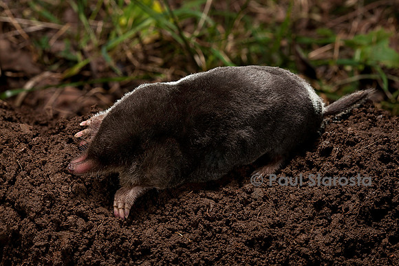 Talpa europaea (taupe)