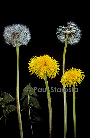 Taraxacum sp. (pissenlit)