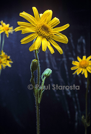 Arnica montana (arnica des montagnes)