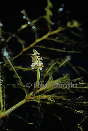Potamogeton crispus (potamot crépu)