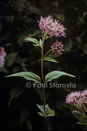 Eupatorium cannabinum (eupatoire)