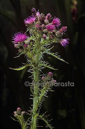 Cirsium palustre (chardon des marais)
