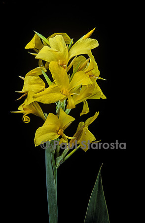 Canna ‘Ra’