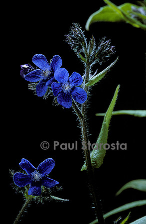 Anchusa azurea ‘Dropmore’ (buglosse d'Italie)