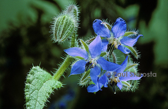 Borago officinalis (bourrache)