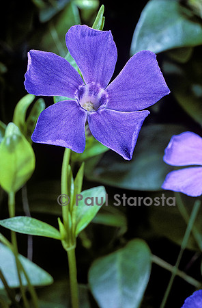 Vinca minor (petite pervenche)