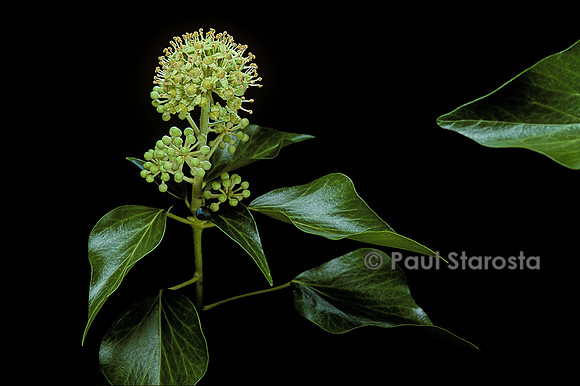 Hedera helix (lierre) - fleur