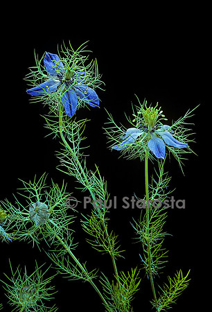 Nigella damascena (nigelle de Damas)