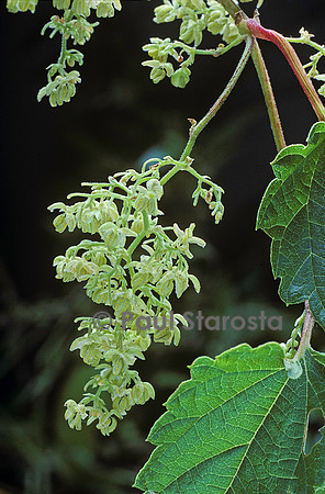 Humulus lupulus (houblon) - fleur