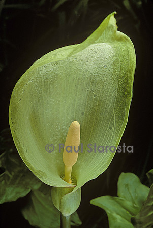 Arum italicum (arum d'Italie, gouet d'Italie)