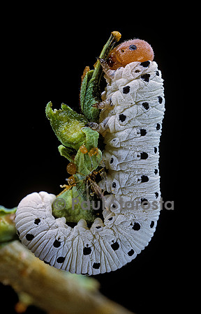 Tenthredo neobesa (tenthrède) - larve (fausse chenille)