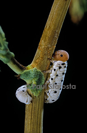 Tenthredo neobesa (tenthrède) - larve (fausse chenille)