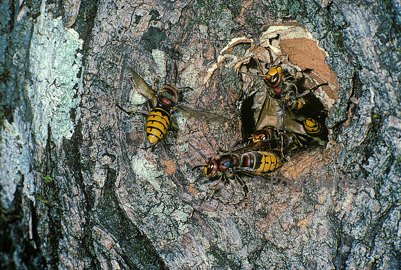 Vespa crabro (frelon) - entrée d'un  nid installé dans un tronc d'arbre