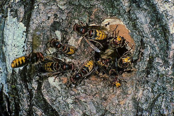 Vespa crabro (frelon) - entrée d'un  nid installé dans un tronc d'arbre