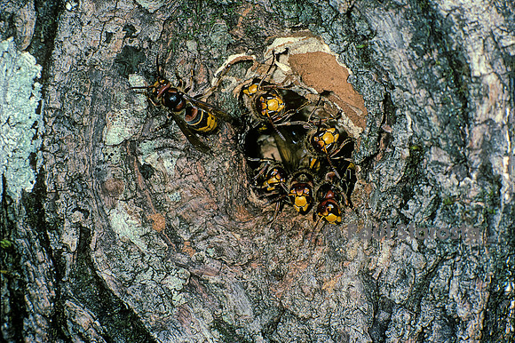 Vespa crabro (frelon) - entrée d'un  nid installé dans un tronc d'arbre