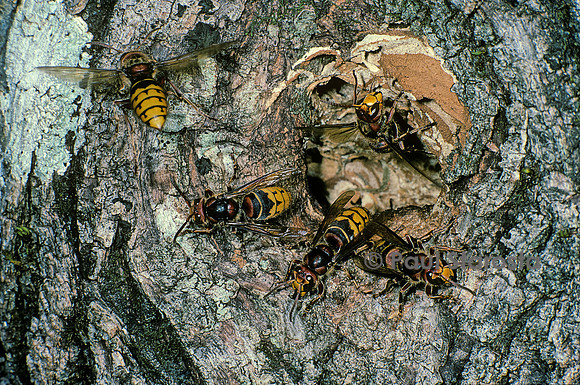 Vespa crabro (frelon) - entrée d'un  nid installé dans un tronc d'arbre