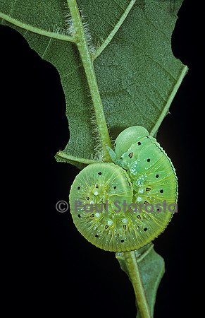Cimbex femorata - larve (fausse chenille)