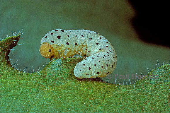 Tenthredo neobesa (tenthrède) - larve (fausse chenille)