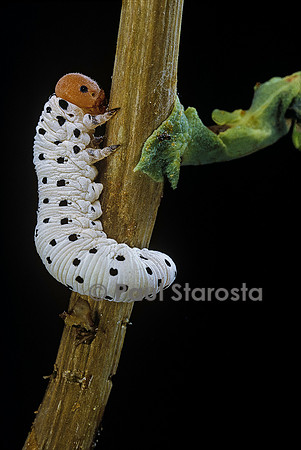 Tenthredo neobesa (tenthrède) - larve (fausse chenille)