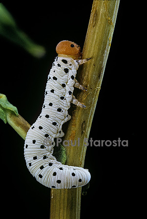 Tenthredo neobesa (tenthrède) - larve (fausse chenille)