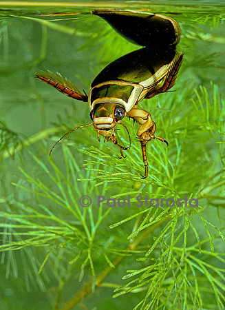 Dytiscus marginalis (dytique bordé)