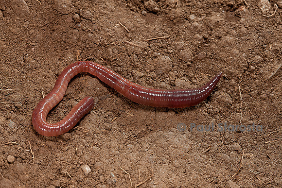 Lumbricus terrestris (ver de terre commun)