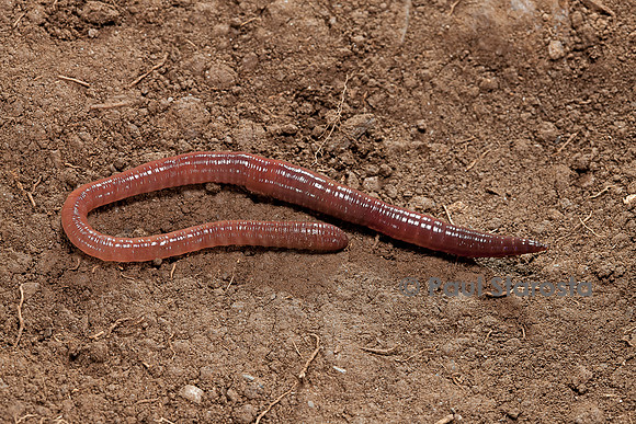 Lumbricus terrestris (ver de terre commun)
