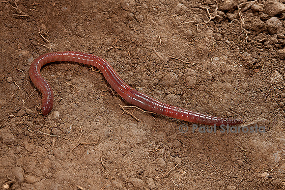 Lumbricus terrestris (ver de terre commun)
