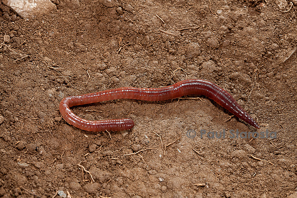 Lumbricus terrestris (ver de terre commun)