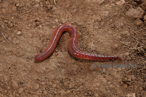 Lumbricus terrestris (ver de terre commun)