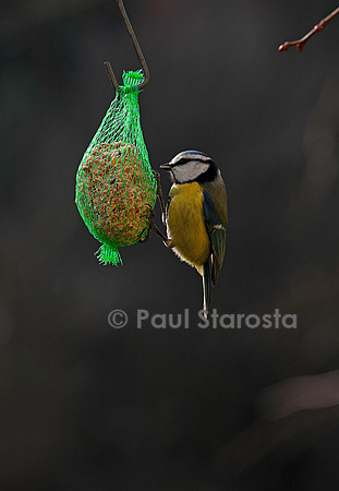 Mésange sur une boule de graisse