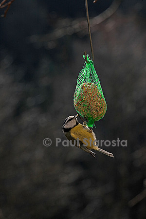Mésange sur une boule de graisse