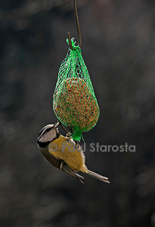 Mésange sur une boule de graisse