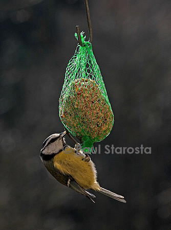 Mésange sur une boule de graisse