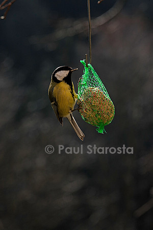 Mésange sur une boule de graisse