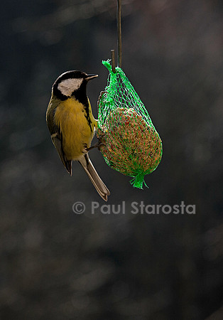Mésange sur une boule de graisse