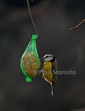 Mésange sur une boule de graisse