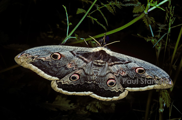 Saturnia pyri (grand paon de nuit)
