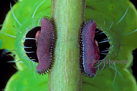 Saturnia pyri (grand paon de nuit) - fausses pattes de la chenille