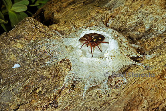 Uroctea durandi (uroctée)